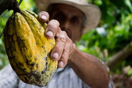 cacao pods